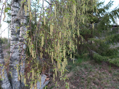 Bilden tagen i västra kanten av Örebro län.
