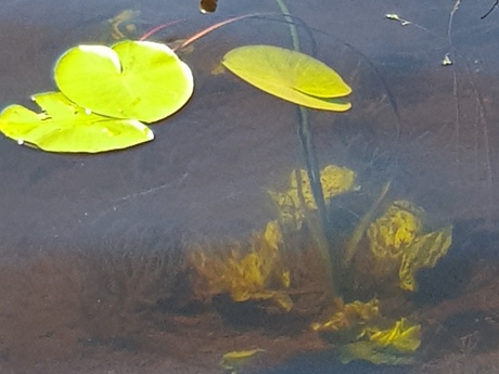 Tuula Pesonen